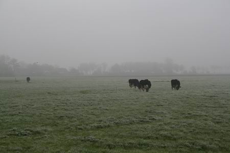 Den Beste-koeien in het grijsgroene weiland langs de Noorderweg. Vervreemdend, met kraaien in de nevelige ruimte.  