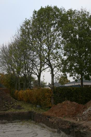 En hier de essen, waarvan er 3 zullen sneuvelen. Randje kavel Meidoornstraat 2. Nu nog op de grens met het terrein van de CBS Het Kompas, daar zal dus ook wel iets veranderen.