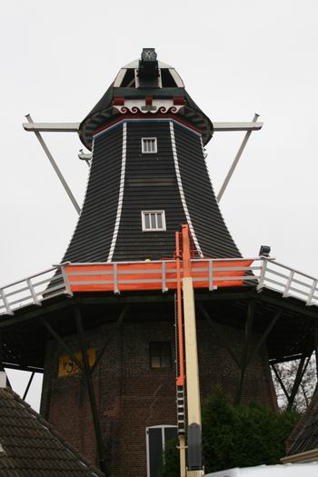 resize-of-fortuin-ontwiekt-208-26112008 Daar staat ie dan, de onttakelde, gekortwiekte Fortuin, enigszins zielig oogt het wel... Maar er komen betere tijden!