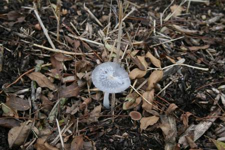 En dan dit kleinood in de berm bij de boerderij Mokkenburg. Een wereld op zich...  