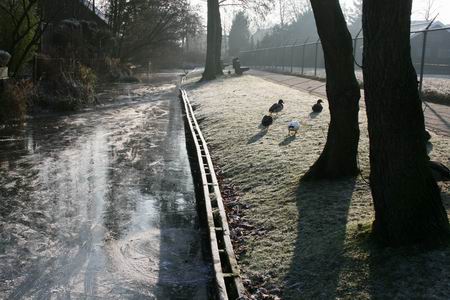 resize-of-20081230_8017 Wintersfeer aan de oostkant van het hertenkamp. Mooi ijs! Er is al geschaatst, nu even niet, blijkbaar....