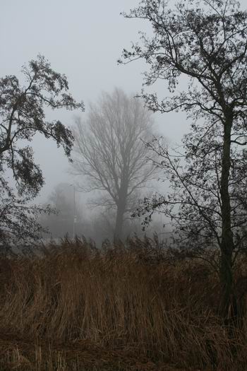 resize-of-bomen-in-de-mist-mokkenburgweg-16122008 Kijk, een boom...in de mist! Gezien vanaf de noordkant van de Mokkenburgweg. Verdwijnt bij de komst van de nieuwe N355-onderdoorgang.