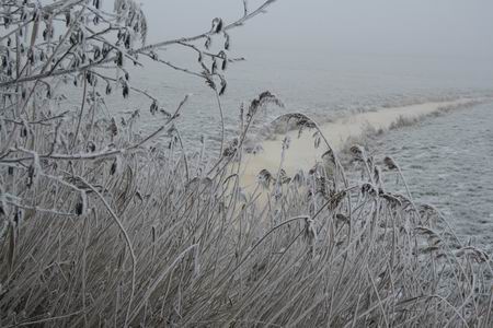 resize-of-20081231_8168 Nevelige blik over het veld met sloot, de katjes komen (al...)