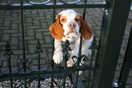 Hoe sprekend kunnen hondenogen zijn? Welke taal spreekt het dier? 