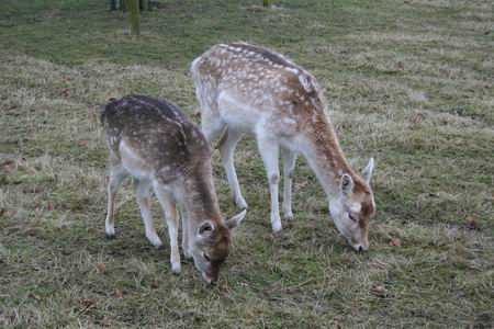 resize-of-damherten-1-20012009 Twee Noordhorner damherten, synchroon...
