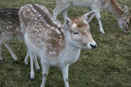 resize-of-damherten-3-20012009 Ondoorgrondelijk, maar waakzaam...