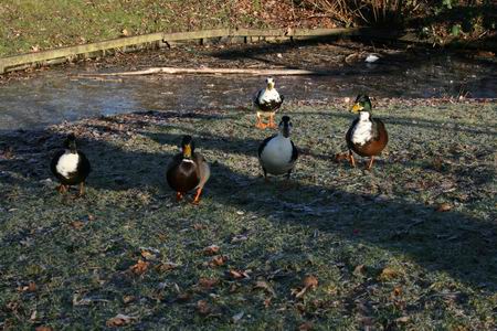 Aanstormende eenden... Helaas, een fotograaf, geen cateraar...   