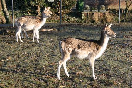 De damherten lijden zo te zien niet onder de heersende winterkou. Worden goed verzorgd, maar een echte, dikke pels bezitten ze niet...  