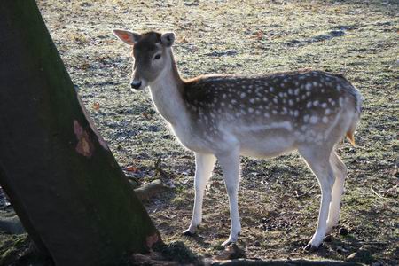 Een hinde, immer waakzaam!
