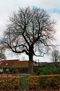 kastanje, einde herfst