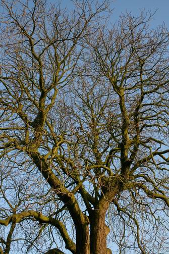 januari 2009, op naar de lente