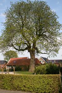 boom komt in blad, april  