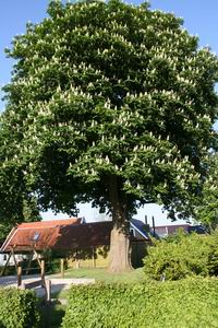 kastanje in bloei, mei