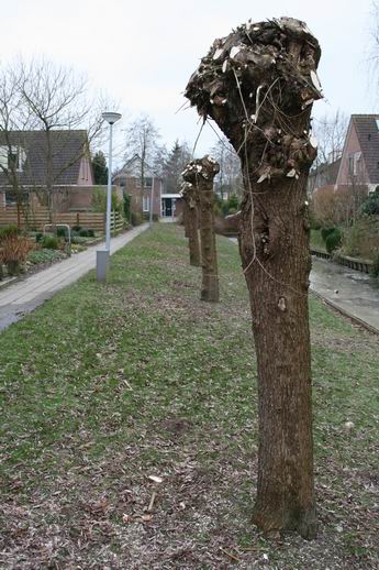 De stompen op stam langs het Borgwegpad verbeiden het naderende voorjaar....  