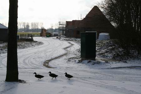 Drie eenden keurig in de pas, maar waar moeten ze het zoeken??  