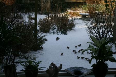 Thuis, vanuit de achterkamer, is het ook een mooi gezicht! (En behaaglijker...) 