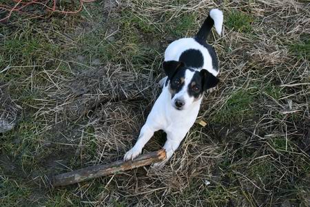 Komt er nog wat van? Van dat gooien met deze stok, zo ver mogelijk weg?