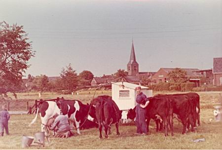 Koen Overkamp aan het melken, geassisteerd door dochter Tineke, later gehuwd met Kees Bakker (Zuidhorn). Op de achtergrond de westkant van Noordhorn met de vertrouwde toren. Vijftiger jaren? 