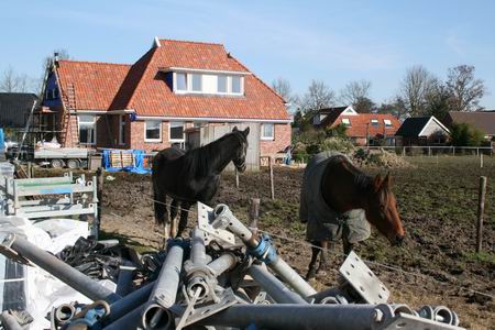 Ook de Zwamapaarden genieten van het voorjaar, terwijl baas Alex verder gaat met het metselen van de voorgevel