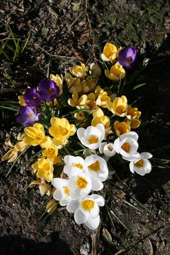 Zo maar een kleurrijk groepje krokussen, bij de familie Tamminga aan de Moeshorn, om te zoenen...