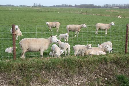Ook de schapen en lammeren geven van hun belangstelling blijk! Mooi gezicht, mooi uitzicht!