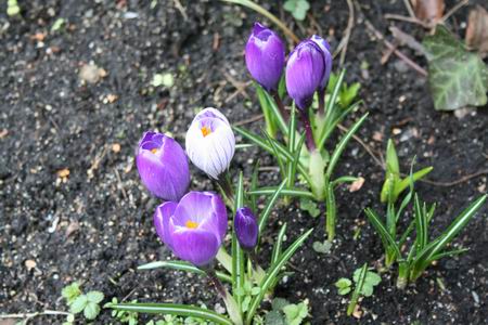 De krokussen kondigen nogal bedeesd (en laat...) het voorjaar aan!