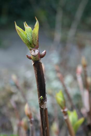 De bladknoppen van de hortensia's houden het haast niet meer uit.....