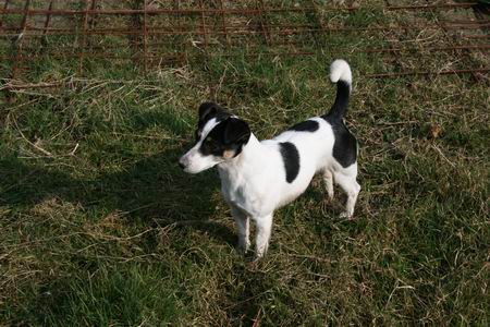 resize-of-zwama-3-07032009 En het Zwamahondje hoort en ziet dat het goed gaat op deze zonnige zaterdag!