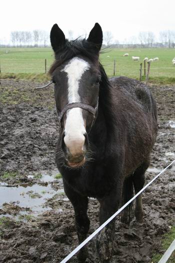 En het Zwamapaard? WAAR BLIJFT DE LENTE 2009????!!! 