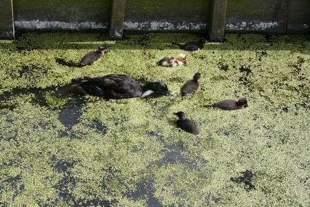 resize-of-20090423_9999_4 Moeder Eend en zes kleintjes tussen het kroos...