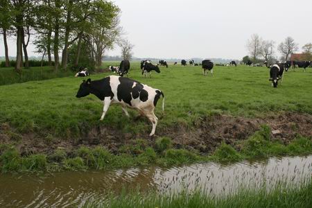 De koeien weer in de wei, laat dit nog vele jaren voortduren! 