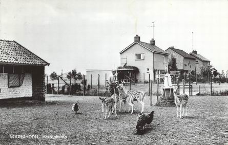 Beheerder Jan Buining voert de herten in de kamp aan de Langestraat, tweede helft jaren zestig