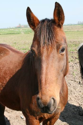 resize-of-zwamapaard-6-17042009 En dit Zwamapaard? Het zou heel graag nog een hap verse gras lusten...