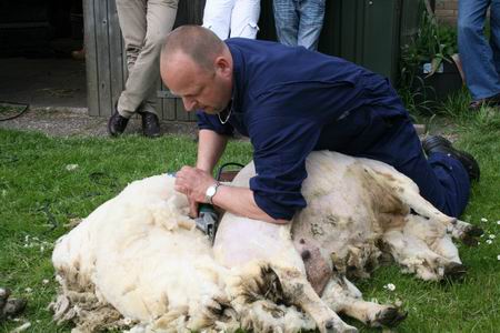 Schapenscheerder Harm Bos let, evenals zijn maat, zijn kundigheid zien! Ter geruststelling, alle schapen kwamen weer op hun poten terecht!  