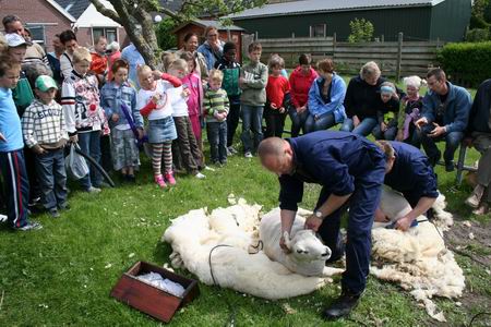 Het schapen scheren bij Nanninga trok veel bekijks! 