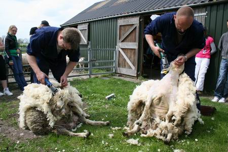 schapen scheren....