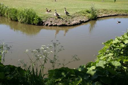 Een knik in de gracht, ganzen, fluitekruid, groot hoefblad... Sfeervolle plek! 