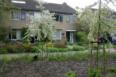 Terug bij het thuishonk, fleur en kleur in de tuin, vrijheid van keuze (nee, niet in het gemeenteperk... Prachtige sierboompjes, geen klimbomen...)