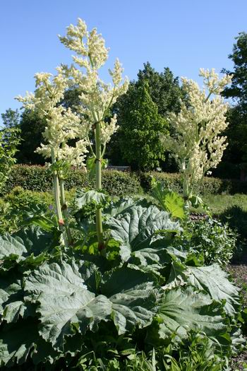 De opvallend bloeiende rabarber, een gigant!  
