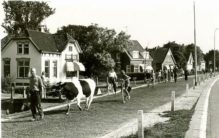 Jaap Helmus met koe + deelnemers wandeltocht, 1973  