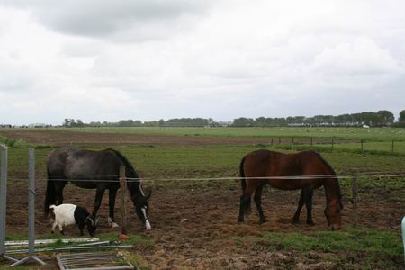 En de Zwama-paarden, en het Zwama-geitje, ze grazen rustig verder... 