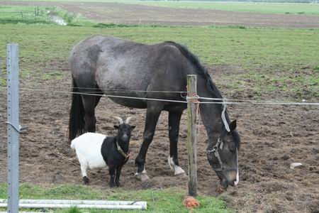 Paard, kijk eens wie we daar hebben.... Die kieker met zijn camera, daaraan ontleent ie zeker zijn identiteit... Nou, laat ons maar grazen, in onze gebonden vrijheid...  