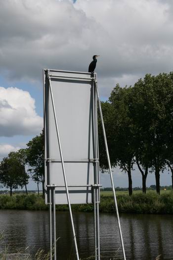 Ook hier aan de Noordhornkant een opmerkzame aalscholver, spiedend naar.... ja, naar wat eigenlijk?  