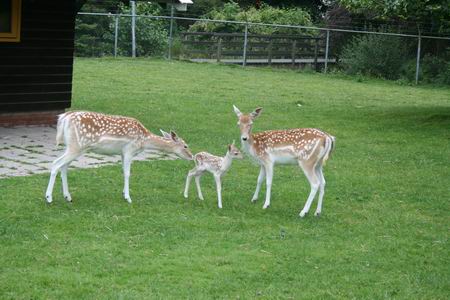 Zo, daar sta je dan, als jonkie tussen moe en grote zus... 