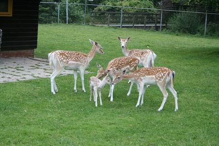 En ook de andere damherten blijven beschermend in de buurt, snuffelen = kennismaken? 