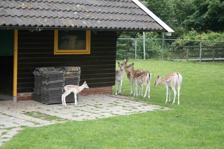 Kom nou maar mee, zeggen de grote herten, uit het gezicht van die kieker... 