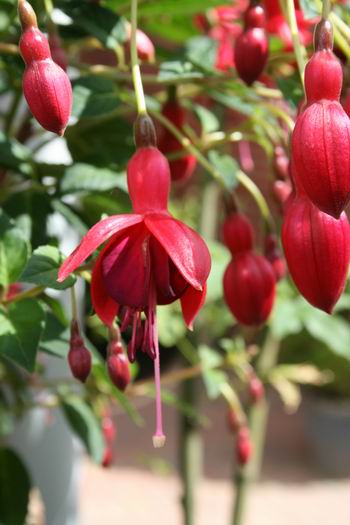 de fuchsia... (Ja, die van Wil U een stekkie, een stekkie....)