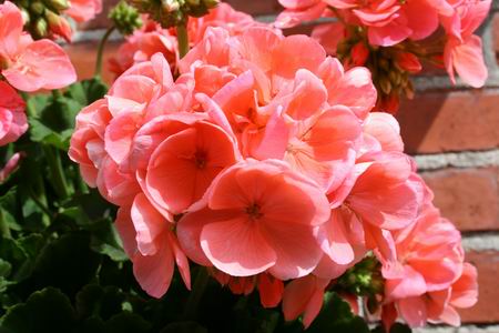 De geranium.... Of is het een pelargonium???