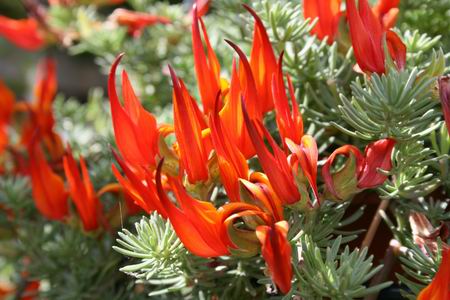 Een fraaie hangplant... Chinees???