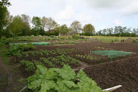 Het volkstuincomplex vanaf de zuidoostpunt met voorgrondrabarber... 